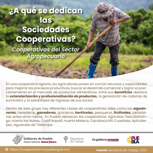 ¿A qué se dedican las sociedades cooperativas?